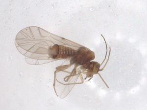  ( - CBG-A54179-G02)  @11 [ ] CreativeCommons - Attribution Share - Alike (2024) Centre for Biodiversity Genomics Centre for Biodiversity Genomics