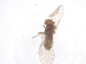  ( - CBG-A54206-E01)  @11 [ ] CreativeCommons - Attribution Share - Alike (2024) Centre for Biodiversity Genomics Centre for Biodiversity Genomics