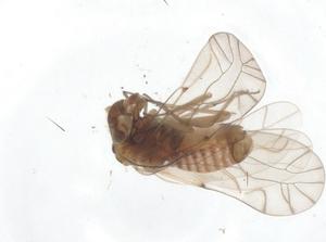  ( - CBG-A54215-E01)  @11 [ ] CreativeCommons - Attribution Share - Alike (2024) Centre for Biodiversity Genomics Centre for Biodiversity Genomics