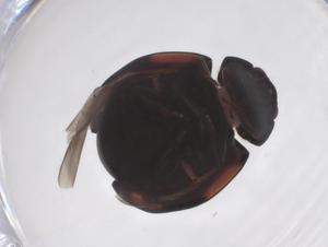  ( - CBG-A59008-G12)  @11 [ ] CreativeCommons - Attribution Share - Alike (2024) Centre for Biodiversity Genomics Centre for Biodiversity Genomics