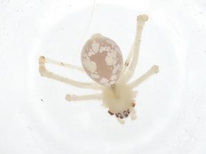  ( - CBG-B12615-E01)  @11 [ ] CreativeCommons - Attribution Share - Alike (2025) Centre for Biodiversity Genomics Centre for Biodiversity Genomics