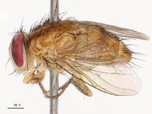  (Alluaudinella - CBG-B21626-G03)  @11 [ ] CreativeCommons - Attribution Share - Alike (2025) CBG Photography Group Centre for Biodiversity Genomics