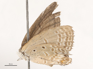  ( - CBG-B21632-F11)  @11 [ ] CreativeCommons - Attribution Share - Alike (2025) CBG Photography Group Centre for Biodiversity Genomics