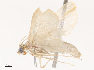  ( - CBG-B21621-C09)  @11 [ ] CreativeCommons - Attribution Share - Alike (2025) CBG Photography Group Centre for Biodiversity Genomics