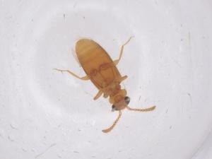  ( - CBG-B22628-E10)  @11 [ ] CreativeCommons - Attribution Share - Alike (2025) Centre for Biodiversity Genomics Centre for Biodiversity Genomics