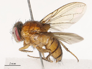  ( - CBG-B14787-C09)  @11 [ ] CreativeCommons - Attribution Share - Alike (2025) CBG Photography Group Centre for Biodiversity Genomics