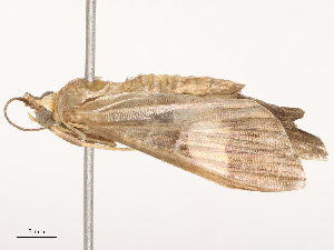  ( - CBG-B21787-G10)  @11 [ ] CreativeCommons - Attribution Share - Alike (2025) CBG Photography Group Centre for Biodiversity Genomics