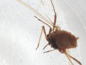  ( - CBG-A05086-A08)  @11 [ ] CreativeCommons - Attribution (2023) Centre for Biodiversity Genomics Centre for Biodiversity Genomics