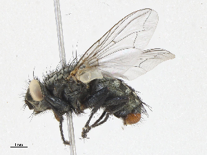  ( - CBG-A05403-B07)  @11 [ ] CreativeCommons - Attribution (2023) CBG Photography Group Centre for Biodiversity Genomics