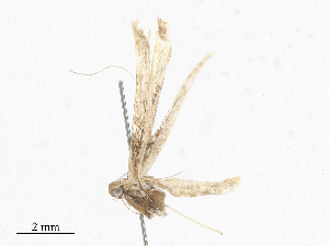  ( - CBG-A06224-B01)  @11 [ ] CreativeCommons - Attribution (2023) CBG Photography Group Centre for Biodiversity Genomics
