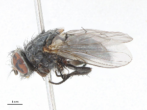  ( - CBG-A06228-G11)  @11 [ ] CreativeCommons - Attribution Share-Alike (2023) CBG Photography Group Centre for Biodiversity Genomics