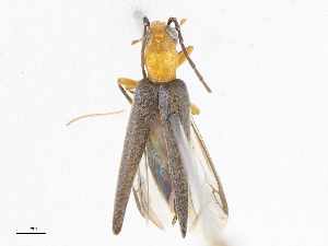  ( - CBG-A06231-B02)  @11 [ ] CreativeCommons - Attribution Share-Alike (2023) CBG Photography Group Centre for Biodiversity Genomics