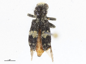  (Enoclerus sphegeus - CBG-A06232-A05)  @11 [ ] CreativeCommons - Attribution Share-Alike (2023) CBG Photography Group Centre for Biodiversity Genomics