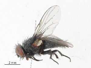  ( - CBG-A07057-D12)  @11 [ ] CreativeCommons - Attribution Share - Alike (2023) CBG Photography Group Centre for Biodiversity Genomics