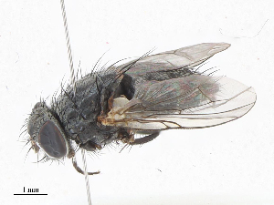  ( - CBG-A07057-E08)  @11 [ ] CreativeCommons - Attribution Share - Alike (2023) CBG Photography Group Centre for Biodiversity Genomics