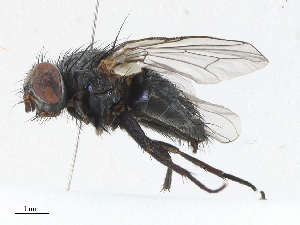  ( - CBG-A07057-F01)  @11 [ ] CreativeCommons - Attribution Share - Alike (2023) CBG Photography Group Centre for Biodiversity Genomics