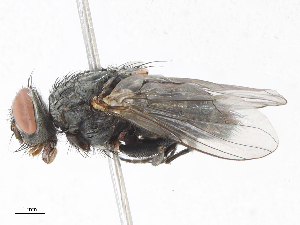  ( - CBG-A07072-F11)  @11 [ ] CreativeCommons - Attribution Share - Alike (2023) CBG Photography Group Centre for Biodiversity Genomics