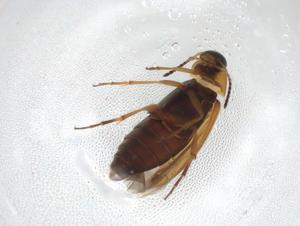  ( - CBG-A07474-G12)  @11 [ ] CreativeCommons - Attribution (2023) Centre for Biodiversity Genomics Centre for Biodiversity Genomics