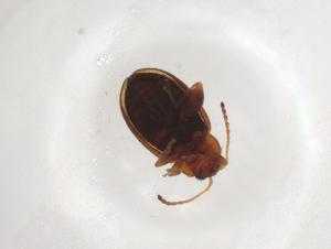  ( - CBG-A07515-E04)  @11 [ ] CreativeCommons - Attribution (2023) Centre for Biodiversity Genomics Centre for Biodiversity Genomics