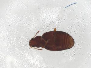  ( - CBG-A07641-D10)  @11 [ ] CreativeCommons - Attribution (2023) Centre for Biodiversity Genomics Centre for Biodiversity Genomics