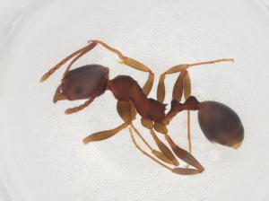  ( - CBG-A07853-B11)  @11 [ ] CreativeCommons - Attribution (2023) Centre for Biodiversity Genomics Centre for Biodiversity Genomics