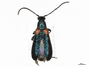  ( - CBG-A10788-B10)  @11 [ ] CreativeCommons - Attribution Share - Alike (2023) CBG Photography Group Centre for Biodiversity Genomics