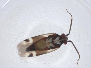  ( - CBG-A12764-E08)  @11 [ ] CreativeCommons - Attribution Share - Alike (2023) Centre for Biodiversity Genomics Centre for Biodiversity Genomics