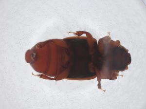  ( - CBG-A12767-F09)  @11 [ ] CreativeCommons - Attribution Share - Alike (2023) Centre for Biodiversity Genomics Centre for Biodiversity Genomics