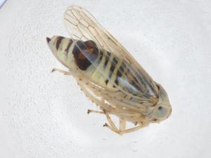  ( - CBG-A12767-G04)  @11 [ ] CreativeCommons - Attribution Share - Alike (2023) Centre for Biodiversity Genomics Centre for Biodiversity Genomics