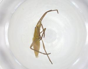  ( - CBG-A12802-B03)  @11 [ ] CreativeCommons - Attribution Share - Alike (2023) Centre for Biodiversity Genomics Centre for Biodiversity Genomics