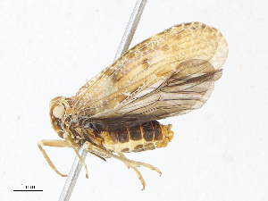  ( - CBG-A13295-C11)  @11 [ ] CreativeCommons - Attribution Share - Alike (2023) CBG Photography Group Centre for Biodiversity Genomics