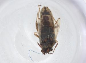  ( - CBG-A14182-C11)  @11 [ ] CreativeCommons - Attribution Share - Alike (2023) Centre for Biodiversity Genomics Centre for Biodiversity Genomics