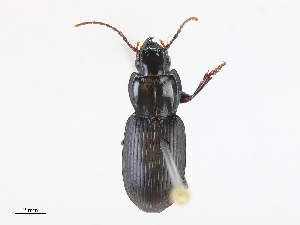  (Pterostichus ordinarius - CBG-A13340-E05)  @11 [ ] CreativeCommons - Attribution Share - Alike (2023) CBG Photography Group Centre for Biodiversity Genomics