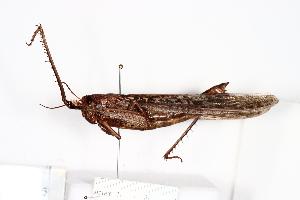  ( - CBG-A13343-C04)  @11 [ ] CreativeCommons - Attribution Share - Alike (2023) CBG Photography Group Centre for Biodiversity Genomics