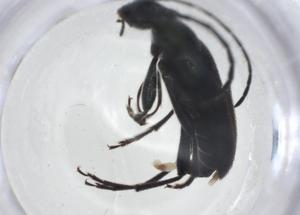  ( - CBG-A13646-B05)  @11 [ ] CreativeCommons - Attribution Share - Alike (2023) Centre for Biodiversity Genomics Centre for Biodiversity Genomics