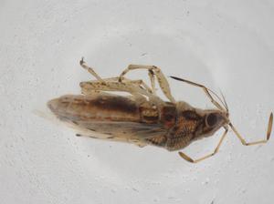  ( - CBG-A13909-G10)  @11 [ ] CreativeCommons - Attribution Share - Alike (2023) Centre for Biodiversity Genomics Centre for Biodiversity Genomics