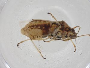  ( - CBG-A13909-G11)  @11 [ ] CreativeCommons - Attribution Share - Alike (2023) Centre for Biodiversity Genomics Centre for Biodiversity Genomics