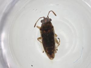  ( - CBG-A13909-H03)  @11 [ ] CreativeCommons - Attribution Share - Alike (2023) Centre for Biodiversity Genomics Centre for Biodiversity Genomics