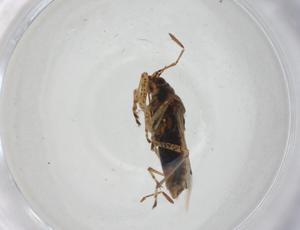  ( - CBG-A14186-A08)  @11 [ ] CreativeCommons - Attribution Share - Alike (2023) Centre for Biodiversity Genomics Centre for Biodiversity Genomics