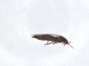  ( - CBG-A14196-E10)  @11 [ ] CreativeCommons - Attribution Share - Alike (2023) Centre for Biodiversity Genomics Centre for Biodiversity Genomics