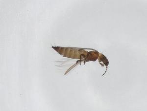  ( - CBG-A14809-F07)  @11 [ ] CreativeCommons - Attribution Share - Alike (2023) Centre for Biodiversity Genomics Centre for Biodiversity Genomics