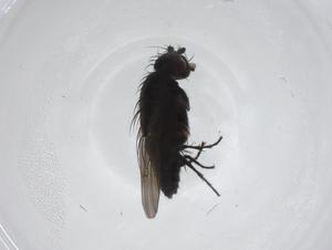 ( - CBG-A14811-D12)  @11 [ ] CreativeCommons - Attribution Share - Alike (2023) Centre for Biodiversity Genomics Centre for Biodiversity Genomics