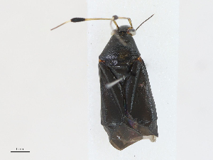  (Ectopiocerus - CBG-A14990-A03)  @11 [ ] CreativeCommons - Attribution Share - Alike (2023) CBG Photography Group Centre for Biodiversity Genomics
