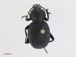  ( - CBG-A14990-C01)  @11 [ ] CreativeCommons - Attribution Share - Alike (2023) CBG Photography Group Centre for Biodiversity Genomics