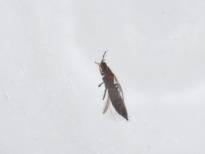  ( - CBG-A15056-C08)  @11 [ ] CreativeCommons - Attribution Share - Alike (2023) Centre for Biodiversity Genomics Centre for Biodiversity Genomics