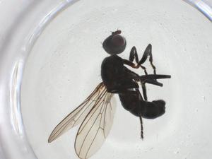  ( - CBG-A15057-F02)  @11 [ ] CreativeCommons - Attribution Share - Alike (2023) Centre for Biodiversity Genomics Centre for Biodiversity Genomics