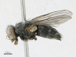  ( - CBG-A18371-D08)  @11 [ ] CreativeCommons - Attribution Share - Alike (2023) CBG Photography Group Centre for Biodiversity Genomics