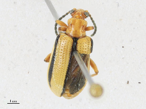  ( - CBG-A18372-D08)  @11 [ ] CreativeCommons - Attribution Share - Alike (2023) CBG Photography Group Centre for Biodiversity Genomics