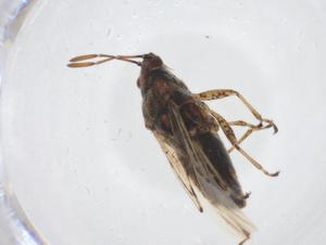  ( - CBG-A19848-G04)  @11 [ ] CreativeCommons - Attribution Share - Alike (2023) Centre for Biodiversity Genomics Centre for Biodiversity Genomics