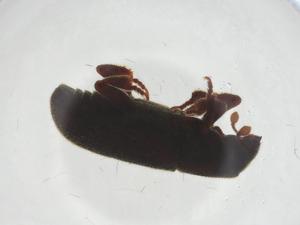  ( - CBG-A19883-B08)  @11 [ ] CreativeCommons - Attribution Share - Alike (2023) Centre for Biodiversity Genomics Centre for Biodiversity Genomics